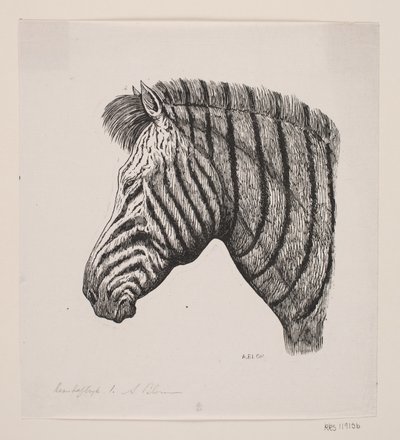 Kopf eines Zebras von Alexander Blom