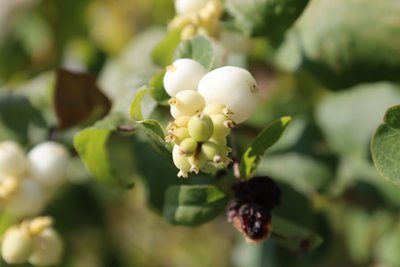 Schneebeere 2 von Alexandra Joseph