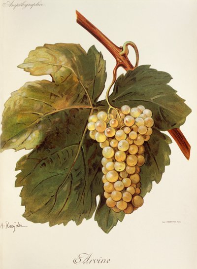Arvine-Traube von Alexis Kreyder