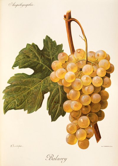 Balavry Traube von Alexis Kreyder