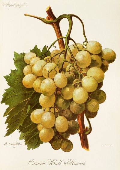 Cannon Hall Muscat-Traube von Alexis Kreyder