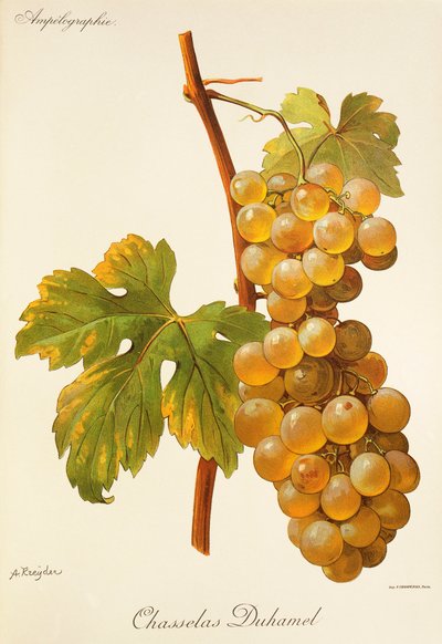 Chasselas Duhamel-Traube von Alexis Kreyder