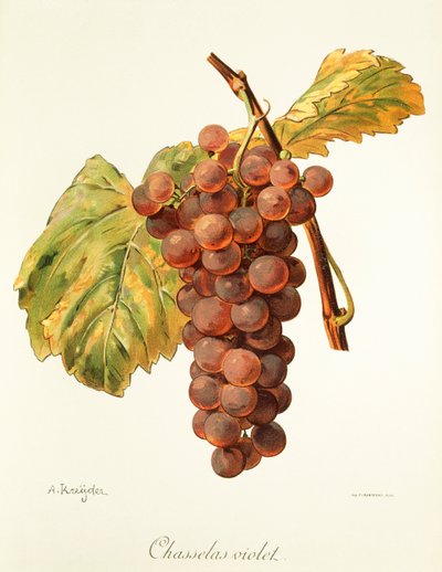 Chasselas Violet-Traube von Alexis Kreyder