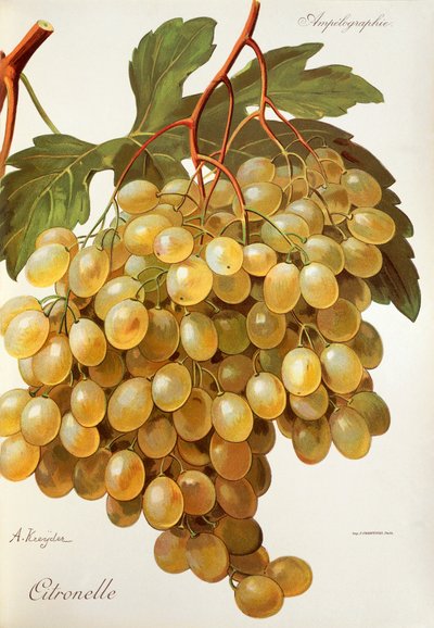 Citronelle-Traube von A. Kreyder von Alexis Kreyder