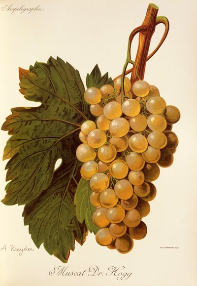 Muscat Dr. Hogg Traube von A. Kreyder von Alexis Kreyder