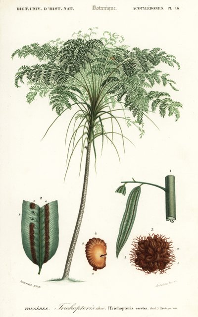 Baumfarn, Cyathea species (Gravur) von Alfred Riocreux