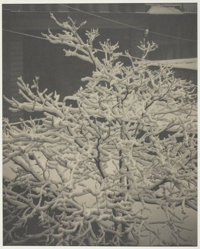 Vom Hinterfenster "291" Schneebedeckter Baum, Hinterhof von Alfred Stieglitz