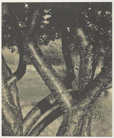 Die tanzenden Bäume von Alfred Stieglitz