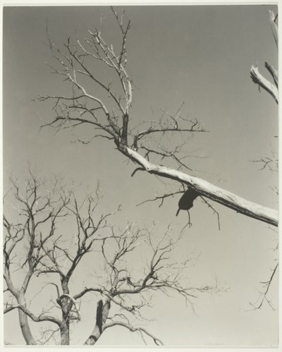 Der sterbende Kastanienbaum—Mein Lehrer von Alfred Stieglitz
