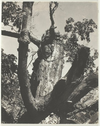 Der alte Ahorn—Lake George von Alfred Stieglitz