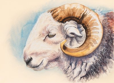 Ein Herdwick-Widder von Alison Cooper