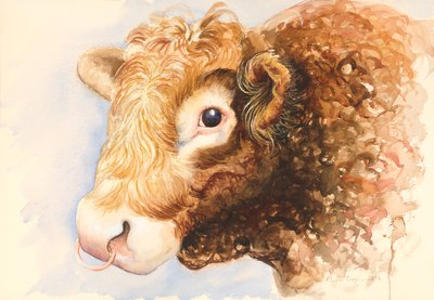 Adam der Stier, 2016, Aquarell von Alison Cooper