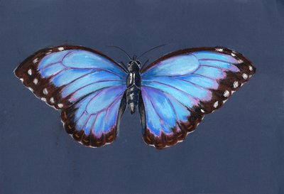 Blauer Morphofalter von Alison Cooper