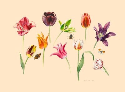 Frühlingstulpen und Insekten von Alison Cooper