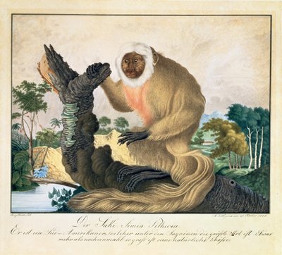 Der Saki-Affe, 1835 von Aloys Zötl