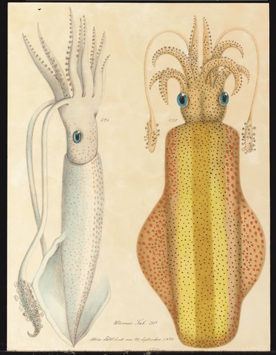 Zwei Studien von Tintenfischen von Aloys Zötl