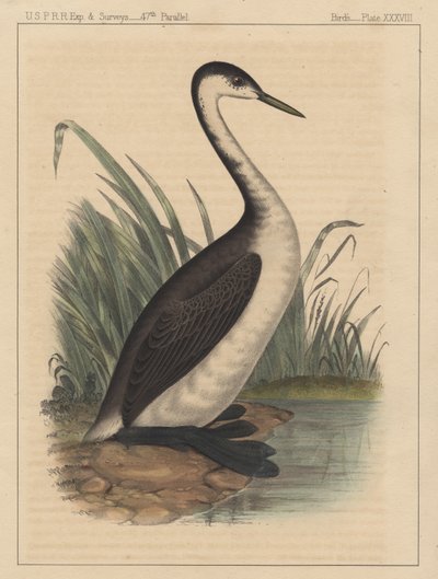 Vögel, Tafel XXXVIII, 1855 von American School