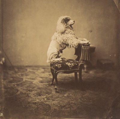 Kaiserin Eugénies Pudel von Andre Adolphe Eugene Disderi
