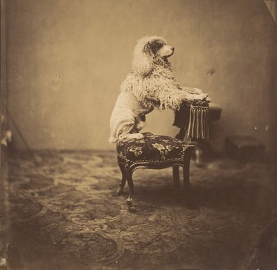 [Kaiserin Eugénies Pudel] von Andre Adolphe Eugene Disderi