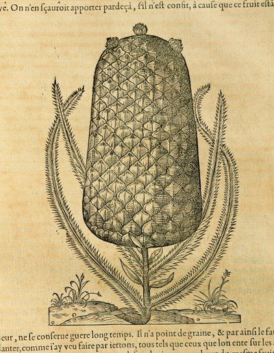 Ananas, Gravur von Andre Thevet von Andre Thevet