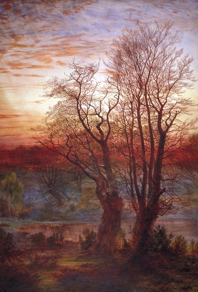 Burnham Beeches von Andrew MacCallum