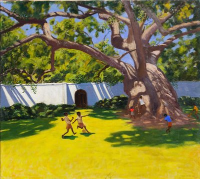 Alter Kampferbaum, Vergelegen Estate, Südafrika von Andrew Macara