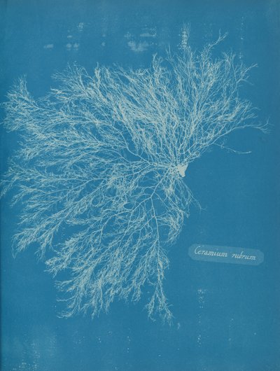 Ceramium rubrum, ca. 1853 von Anna Atkins