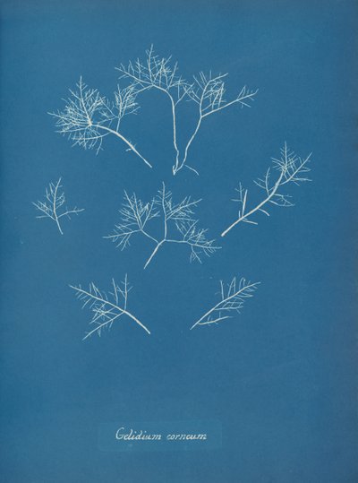Gelidium corneum, ca. 1853 von Anna Atkins