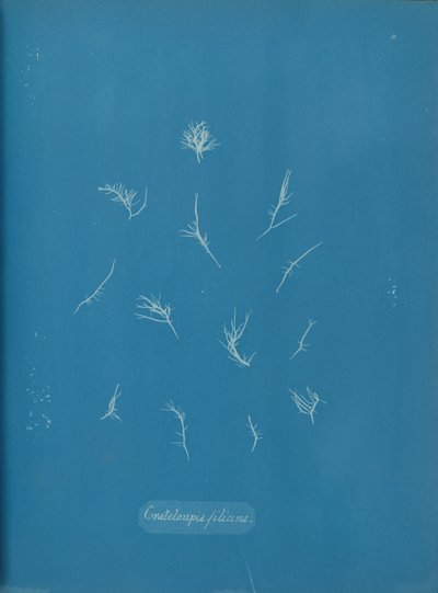Grateloupia filicina, ca. 1853 von Anna Atkins