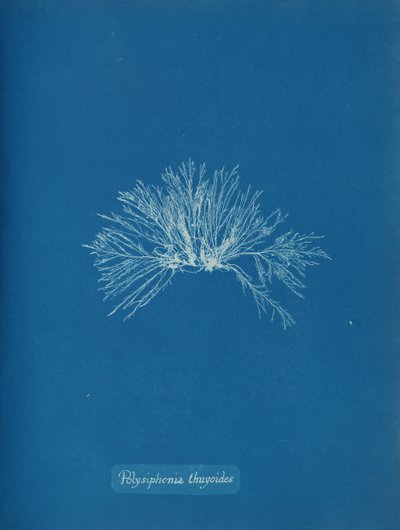 Polysiphonia thuyoides, ca. 1853 von Anna Atkins