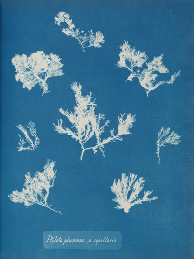 Ptilota plumosa. ß capillaris, ca. 1853 von Anna Atkins
