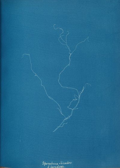 Sporochnius rhizodes ß paracloxa von Anna Atkins