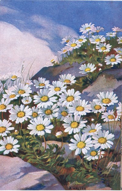 Gänseblümchen, Postkarte, 1940er Jahre von Anna Haller