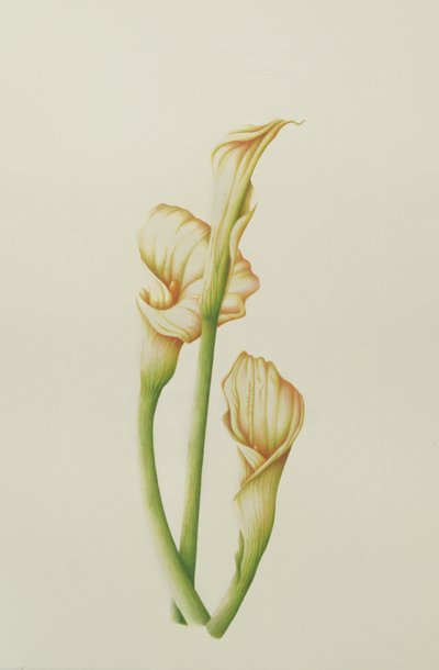 Aronstab, 2001 von Annabel Barrett