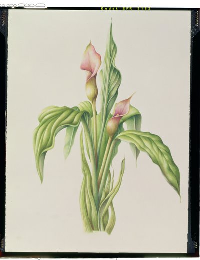 Carla-Lilie, 2000 von Annabel Barrett