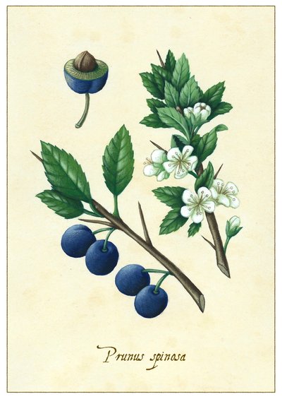 Schlehdorn von Annalisa Morrocco