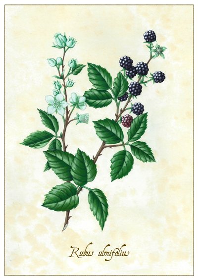 Rubus ulmifolius von Annalisa Morrocco