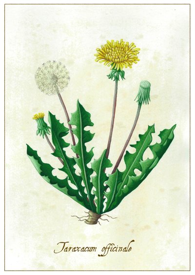 Taraxacum officinale von Annalisa Morrocco