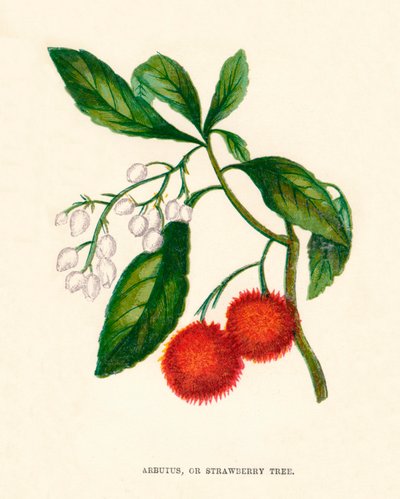 Arbutus oder Erdbeerbaum, um 1891, 1891 von Anne Pratt