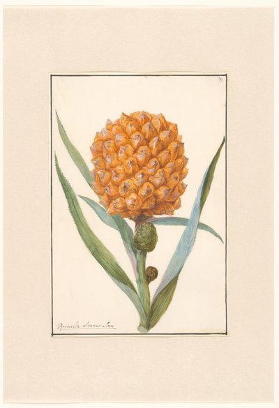 Ananas am Zweig von Anonymous