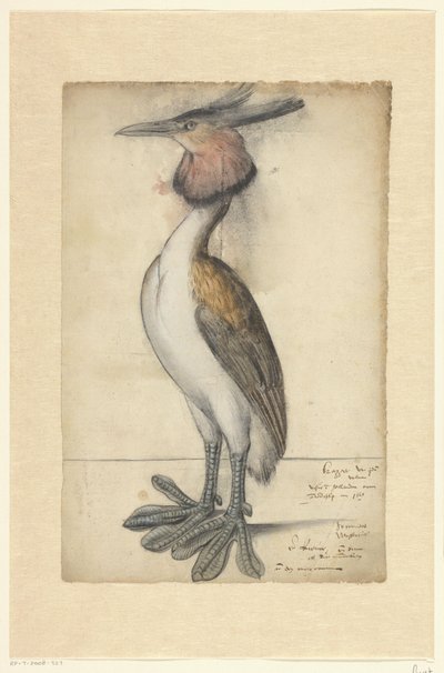 Haubentaucher von Anonymous