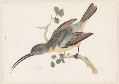 Kolibri auf einem Ast nach links von Anonymous