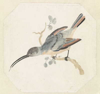 Kolibri auf einem Ast nach links von Anonymous