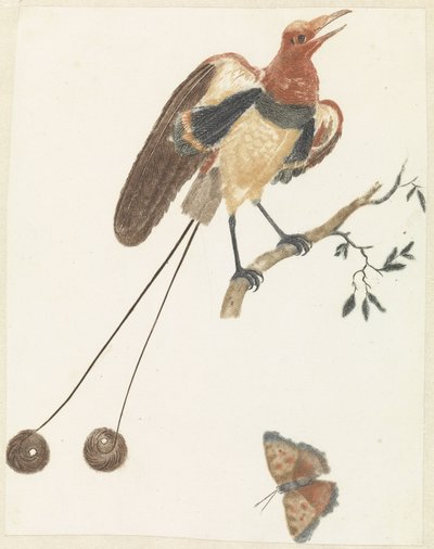 Paradiesvogel und Schmetterling von Anonymous