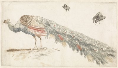 Pfau und zwei Fliegen von Anonymous