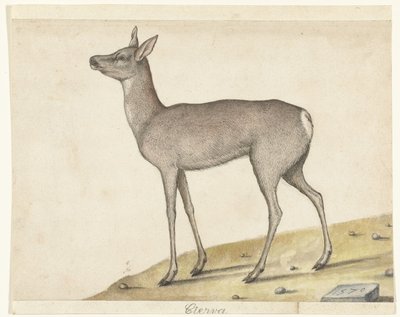 Reh von Anonymous
