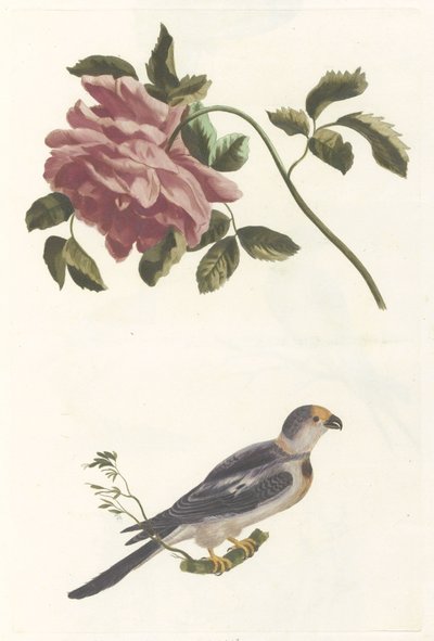 Rose und Sittich von Anonymous