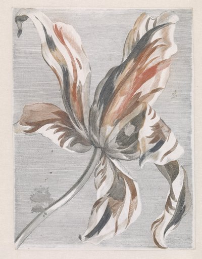 Tulpe von Anonymous
