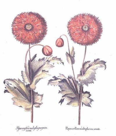 Rote Mohnblumen, Deutsch von Anonymous Anonymous