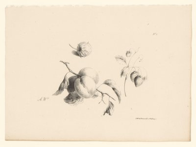 Aprikosen und Erdbeeren von Anton Weiss